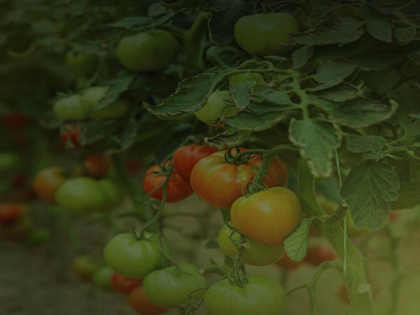 Produção de tomates no campo da família Borkoski